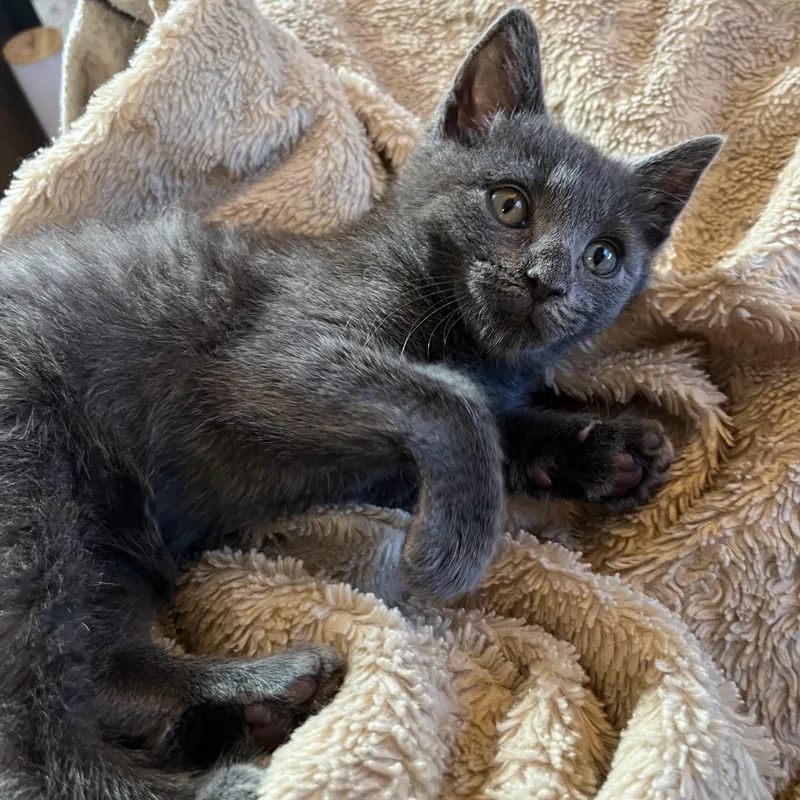 A baby medium-sized male Gray / Blue / Silver Domestic Short Hair cat named Gizmo for adoption in Elkton, MD