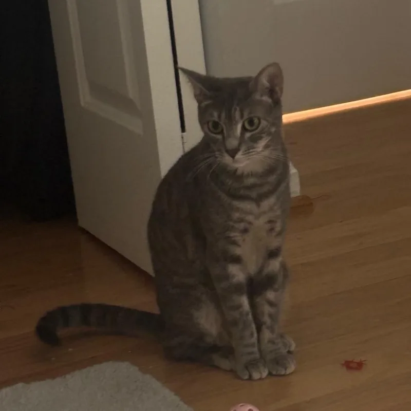 An adult small-sized female Gray / Blue / Silver Domestic Short Hair cat named N&E: Nadia for adoption in Falls Church, VA