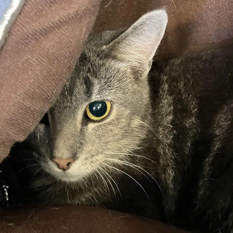 A young medium-sized female Tabby (Gray / Blue / Silver) Domestic Short Hair cat named Freedom for adoption in Parma, OH