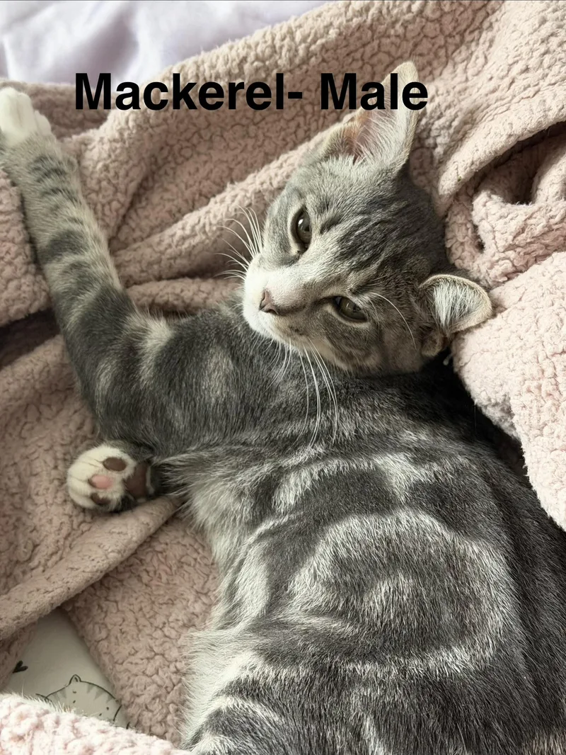 A baby small-sized male Tabby (Gray / Blue / Silver) Domestic Short Hair cat named Mackerel monthsGORGEOUS ON THE for adoption in Bristow, VA