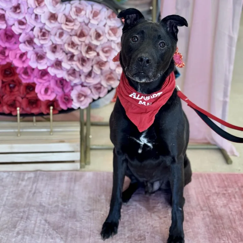 Griswold thumbnail 4