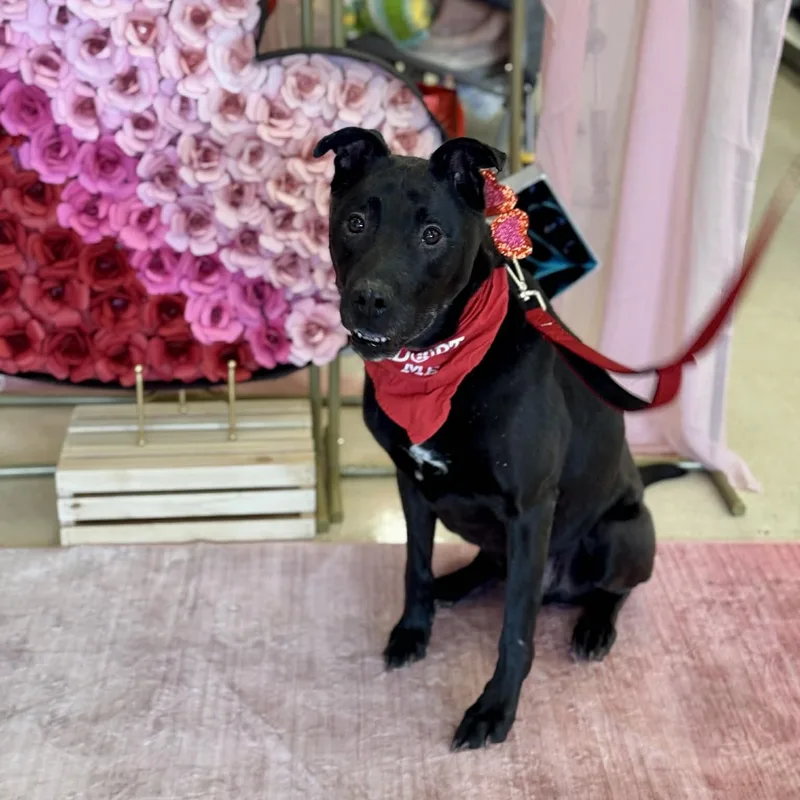 Griswold thumbnail 6