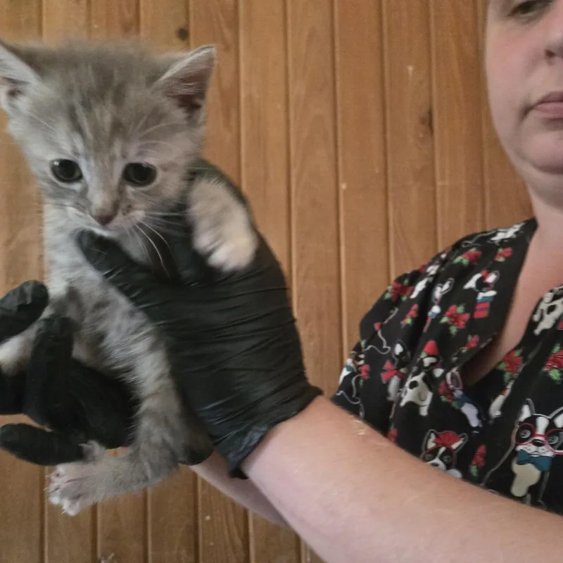 A baby small-sized female Gray / Blue / Silver Domestic Short Hair cat named Gizmo for adoption in Tylertown, MS