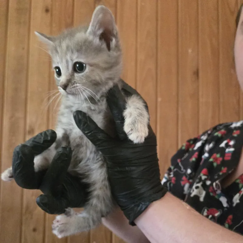 Gizmo thumbnail 2