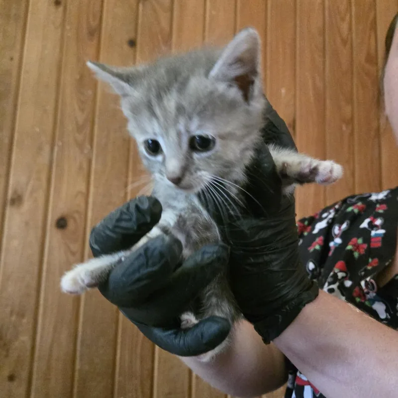 Gizmo thumbnail 3