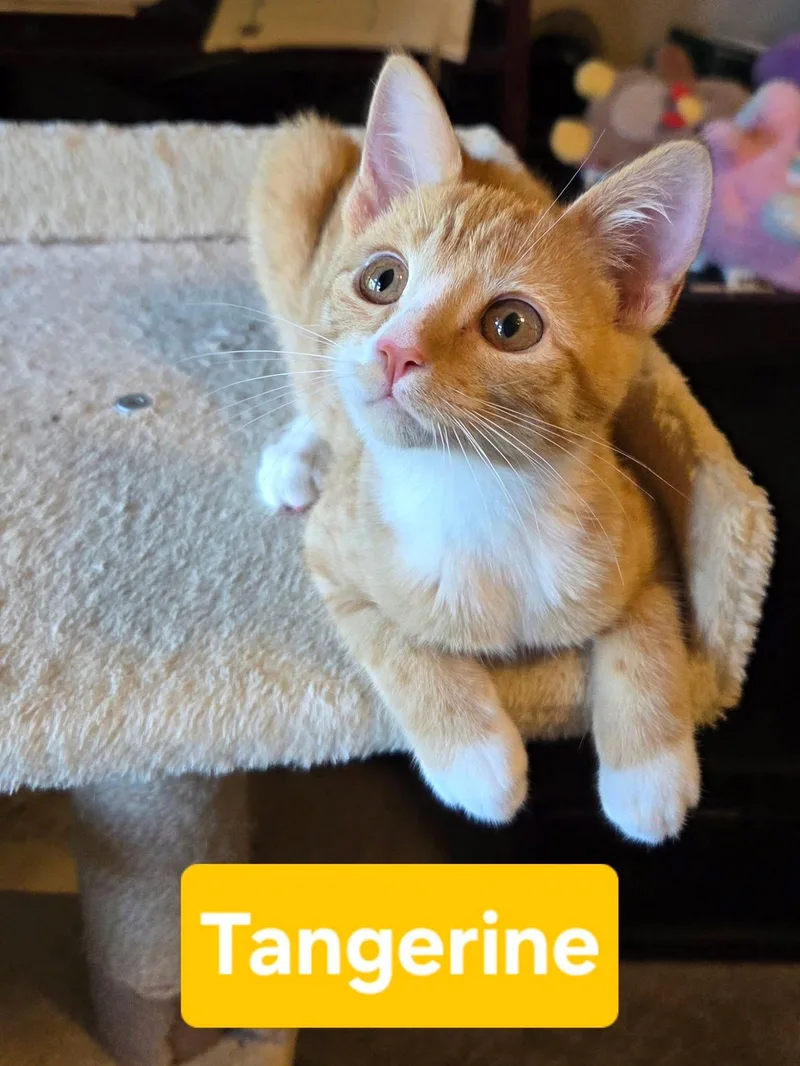 Tangerine thumbnail 6