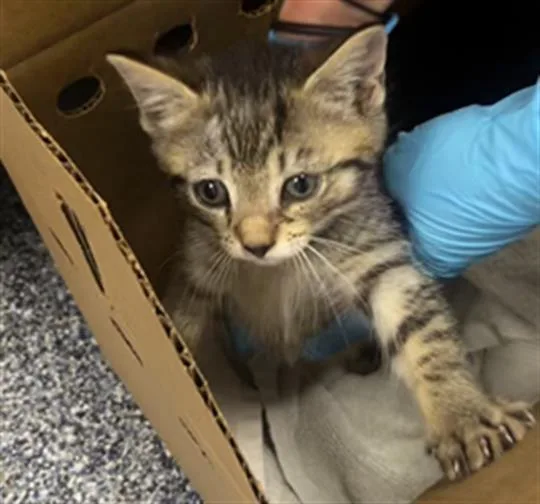 A baby small-sized female Domestic Short Hair cat named Leia for adoption in Charlotte, NC