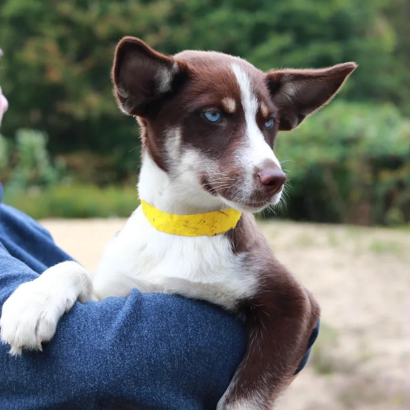 A baby small-sized female Shepherd dog named CT Tortellini for adoption in Eastford, CT