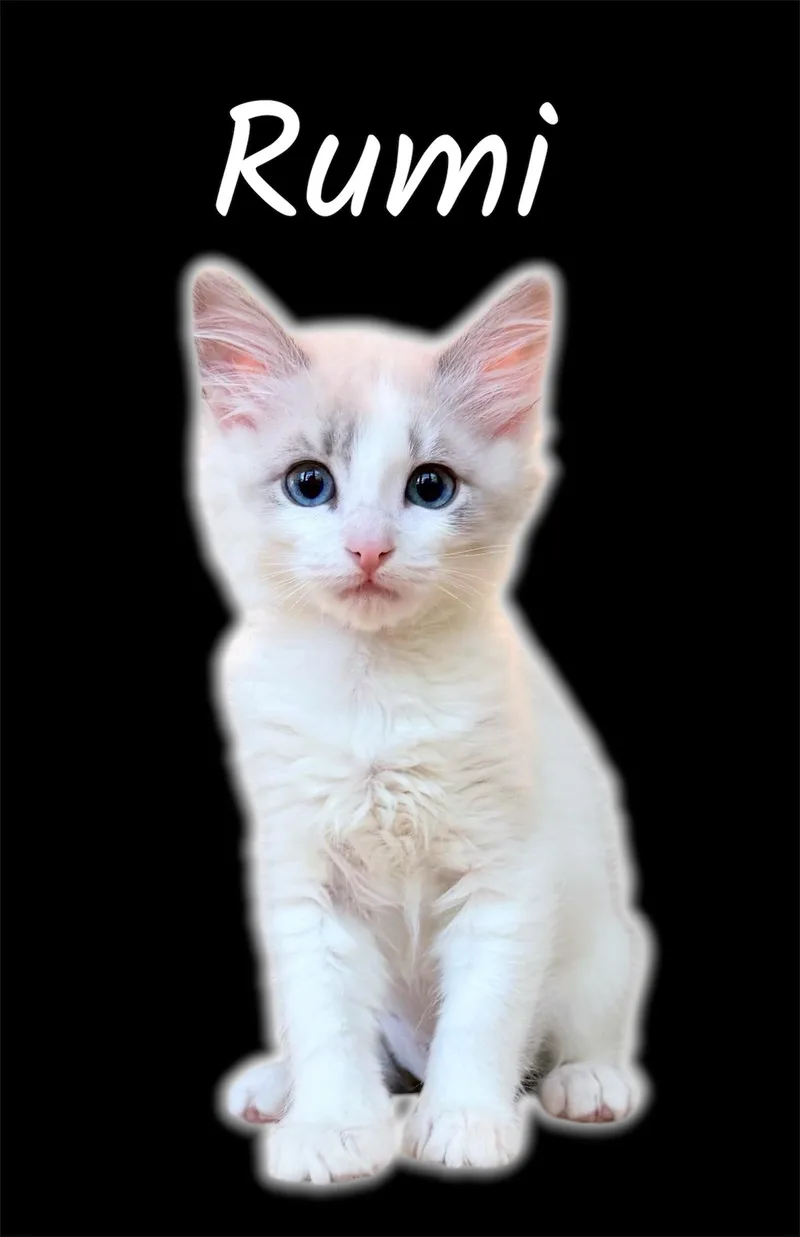 A baby small-sized female Lilac Point Domestic Medium Hair cat named Rumi for adoption in Auburn, CA