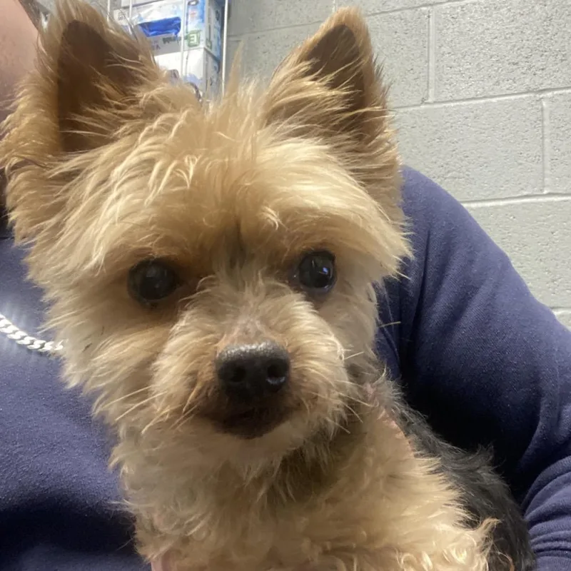 A senior small-sized male Mixed Breed dog named Rupert for adoption in Allentown, PA