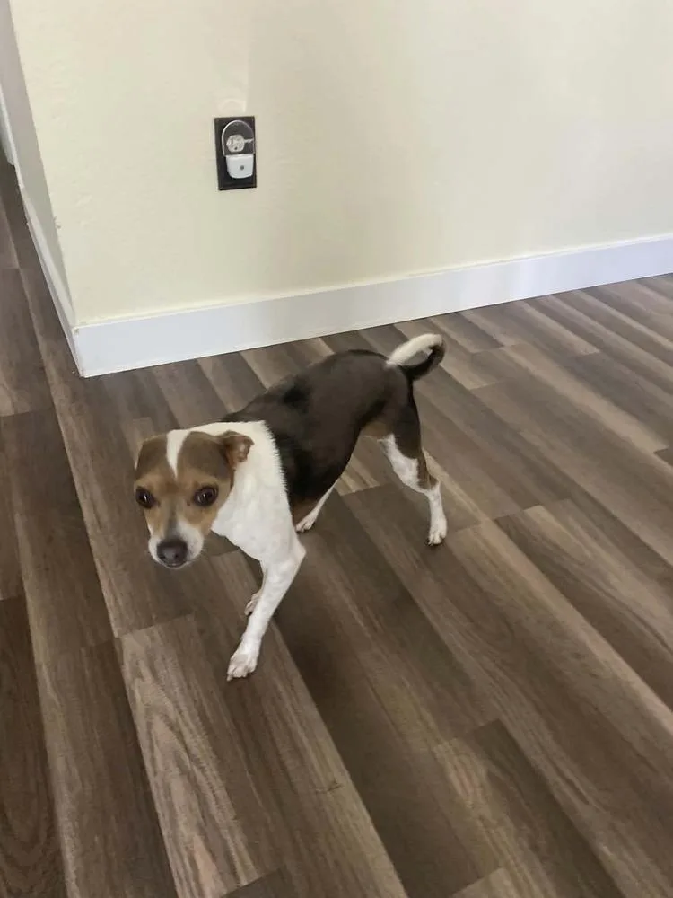 An adult small-sized male Chihuahua dog named Boyd for adoption in Aurora, CO