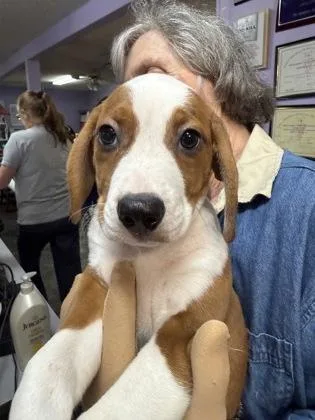 A baby small-sized male Mixed Breed dog named Wally for adoption in West Chester, PA