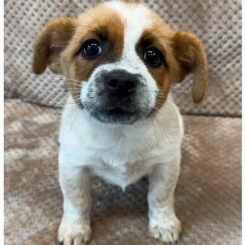 A baby medium-sized male White / Cream Cattle Dog dog named Paco for adoption in Tacoma, WA