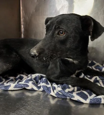 A baby large-sized male Retriever dog named 61797919 for adoption in El Paso, TX