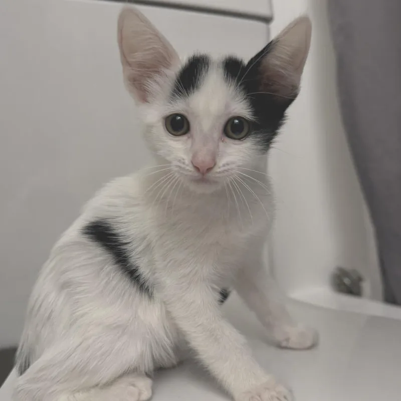 A baby small-sized male White Domestic Short Hair cat named Cloud for adoption in Redwood City, CA