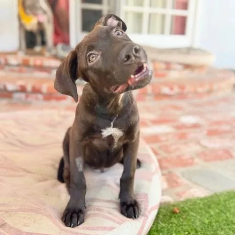 A baby medium-sized male Chocolate Labrador Retriever dog named Gelato for adoption in Los Angeles, CA