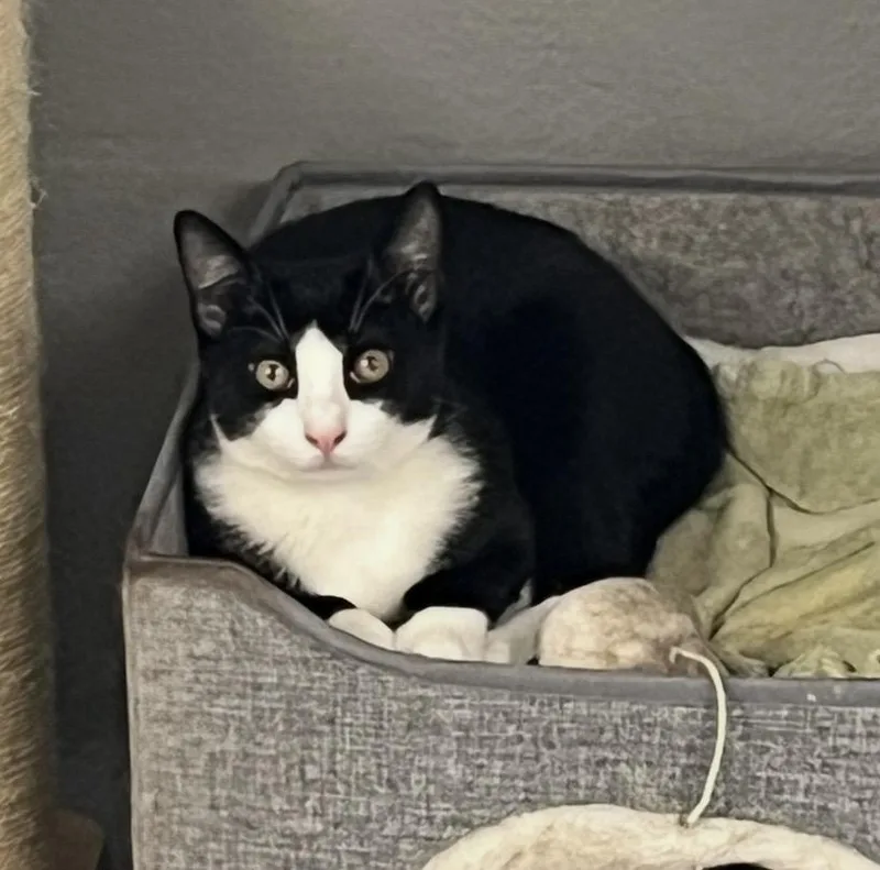 A baby medium-sized male Black & White / Tuxedo Domestic Short Hair cat named Sammy for adoption in Mendham, NJ