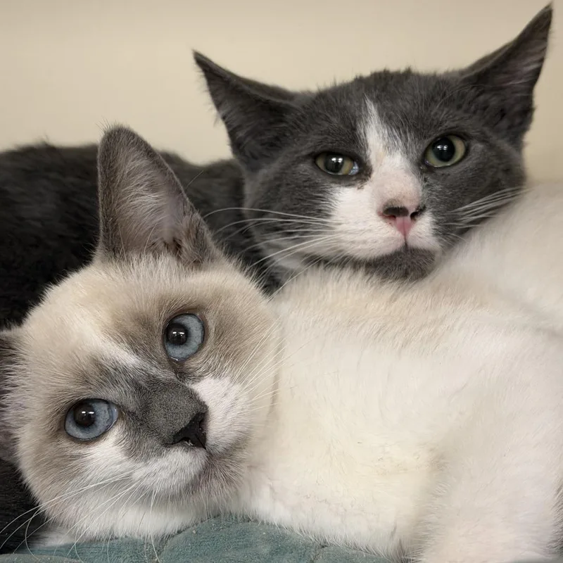 A baby small-sized male Gray / Blue / Silver Domestic Short Hair cat named Knight for adoption in Wilmington, DE