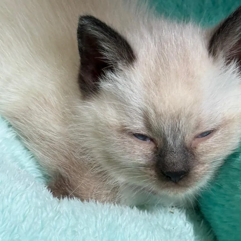 A baby small-sized female Cream / Ivory Domestic Medium Hair cat named Ivory for adoption in Ferndale, WA