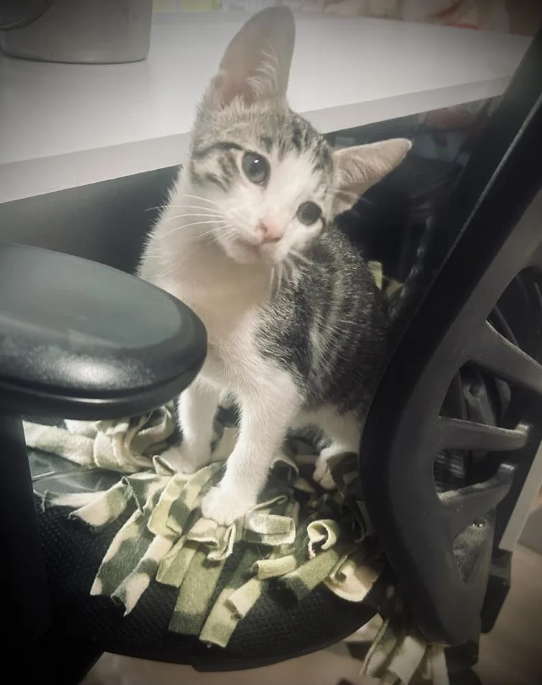 A baby small-sized male Gray & White Tabby cat named Lug Nut for adoption in Dallas, TX