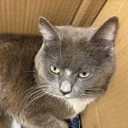 An adult small-sized male Gray / Blue / Silver Domestic Short Hair cat named Padre Pio for adoption in Chattanooga, TN