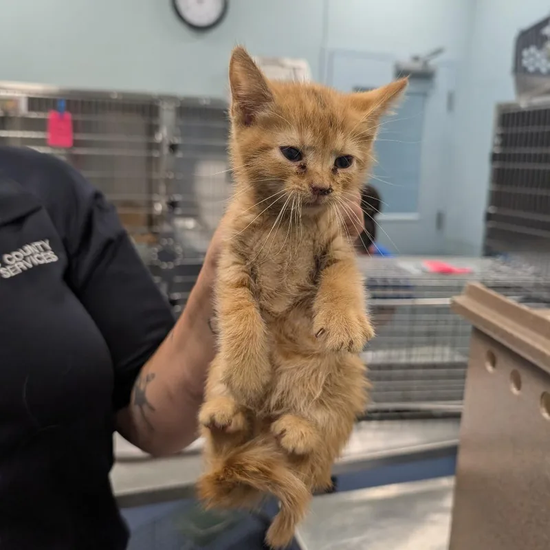 A baby small-sized male Orange / Red Domestic Short Hair cat named Cheese for adoption in Greensboro, NC