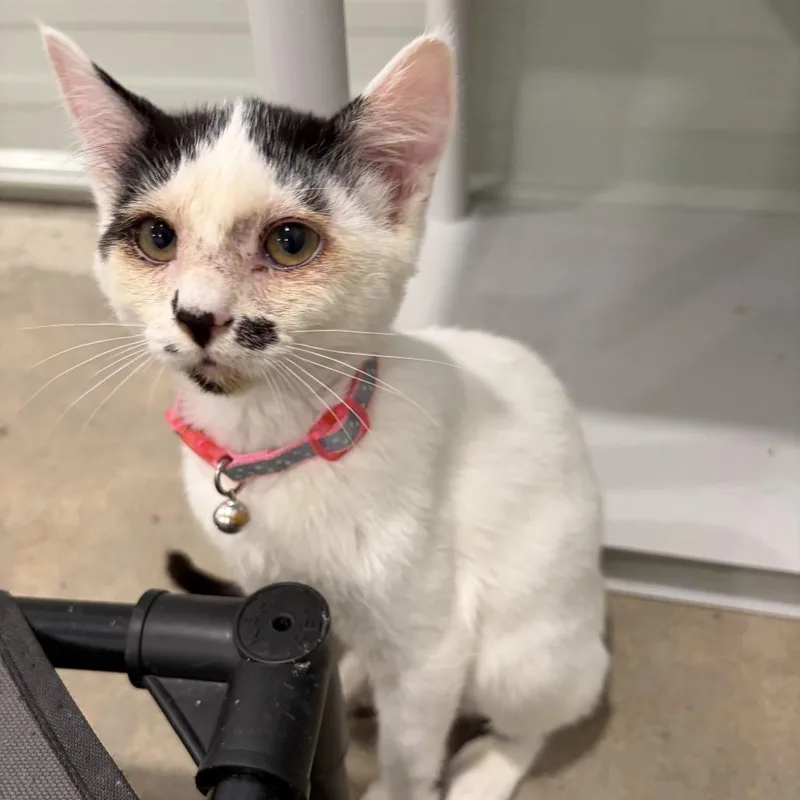 A baby small-sized female White Domestic Short Hair cat named A Snickerdoodle for adoption in Centralia, WA