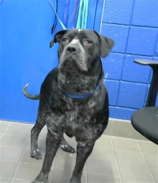 An adult large-sized female Cane Corso dog named Majesty for adoption in Albuquerque, NM