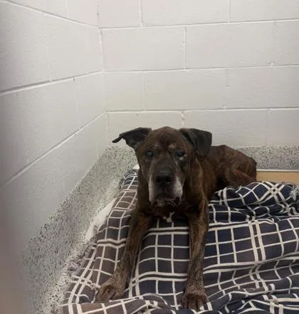 A senior large-sized male Mixed Breed dog named Marlo for adoption in Atlanta, GA