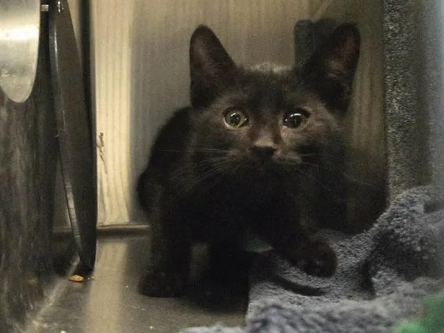 A baby small-sized male Domestic Short Hair cat named Bumble for adoption in Martinez, CA