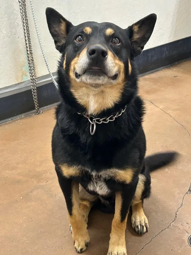 A senior medium-sized male Australian Cattle Dog / Blue Heeler dog named Montoya for adoption in Chico, CA