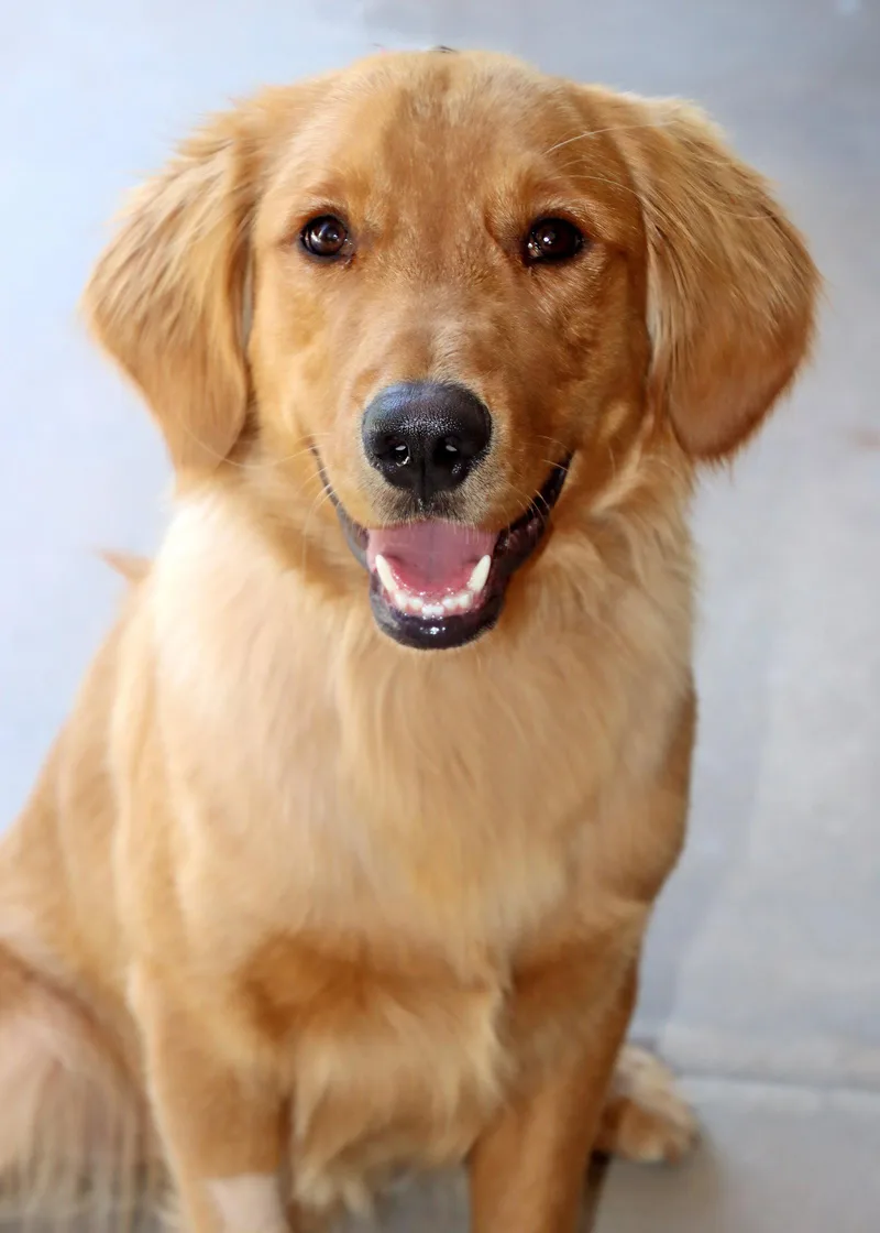 A young medium-sized male Golden Retriever dog named Teddy for adoption in Glendale, AZ