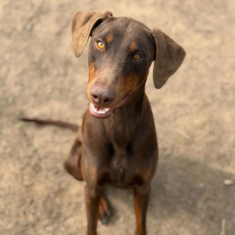 An adult medium-sized female Brown / Chocolate Doberman Pinscher dog named Maddy for adoption in Brooklyn, NY