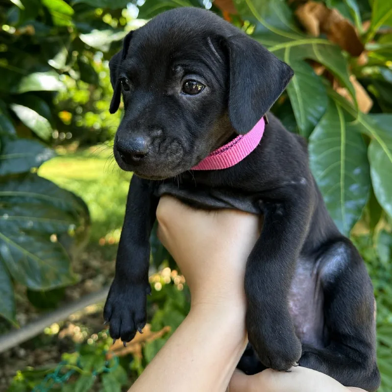 Carambola Pup: Uva