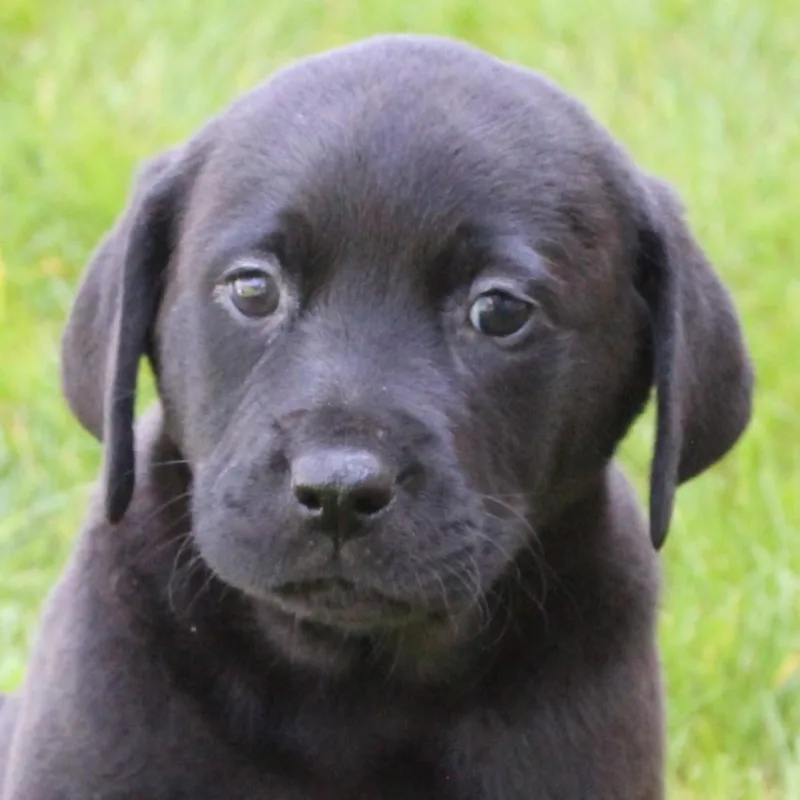 A baby medium-sized male Black Labrador Retriever dog named Colson for adoption in Eaton, OH