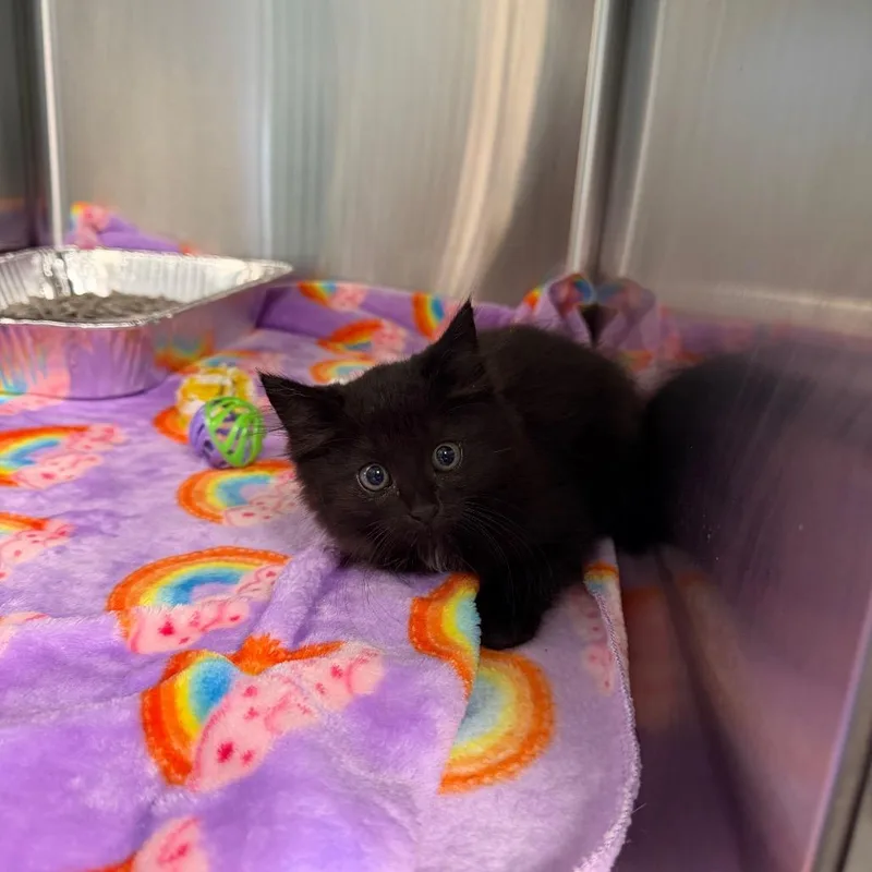 A baby small-sized female Black Domestic Medium Hair cat named Hannah Montana for adoption in Parkersburg, WV