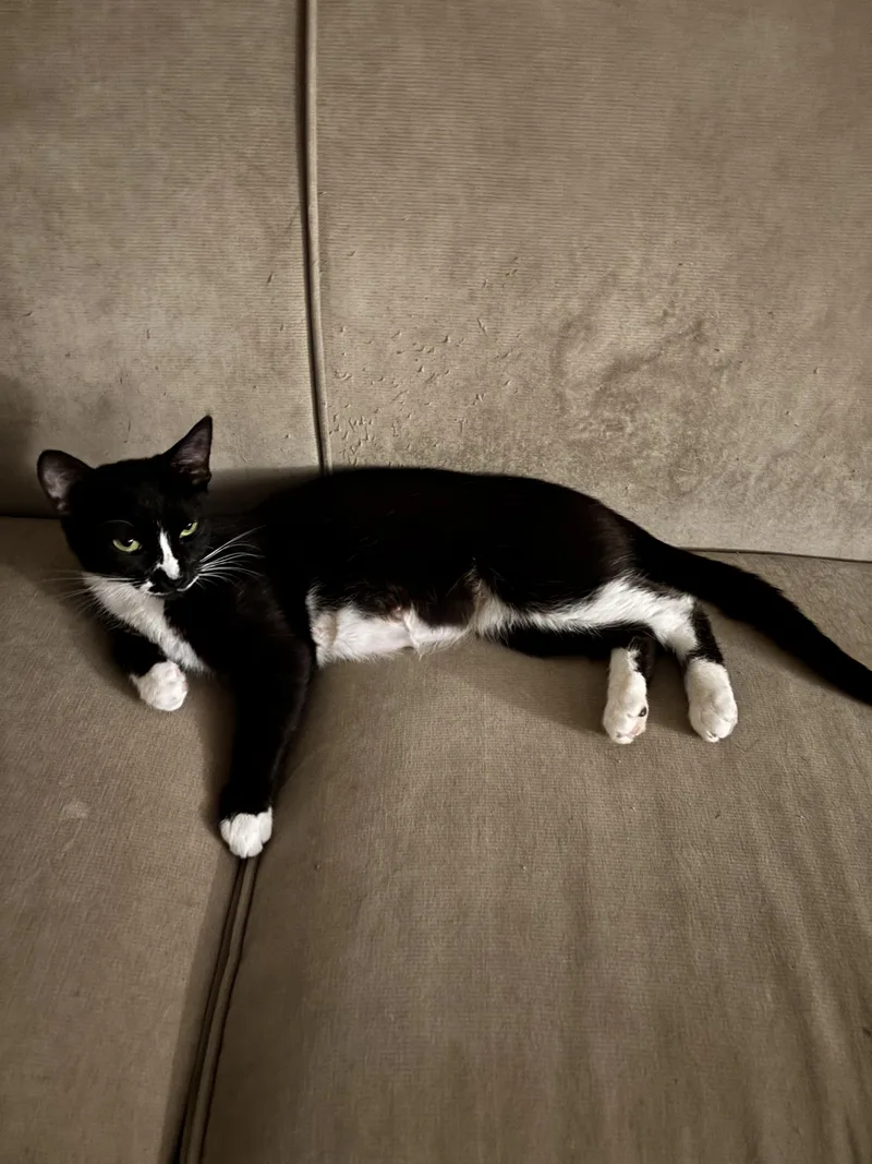 A young medium-sized female Black Domestic Short Hair cat named Sophie for adoption in Monrovia , CA