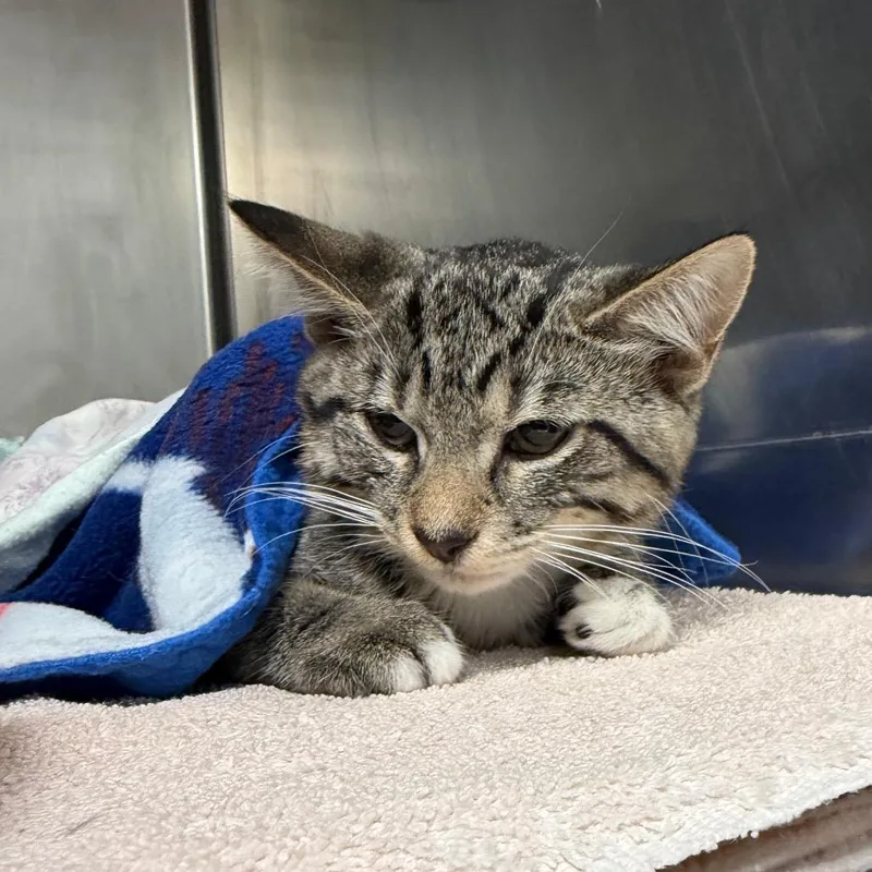 A baby small-sized female Brown / Chocolate Domestic Short Hair cat named Martha for adoption in Owosso, MI