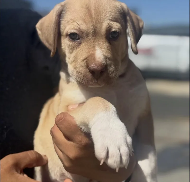 A baby large-sized female Shepherd dog named Mary Mack for adoption in Pasadena, CA