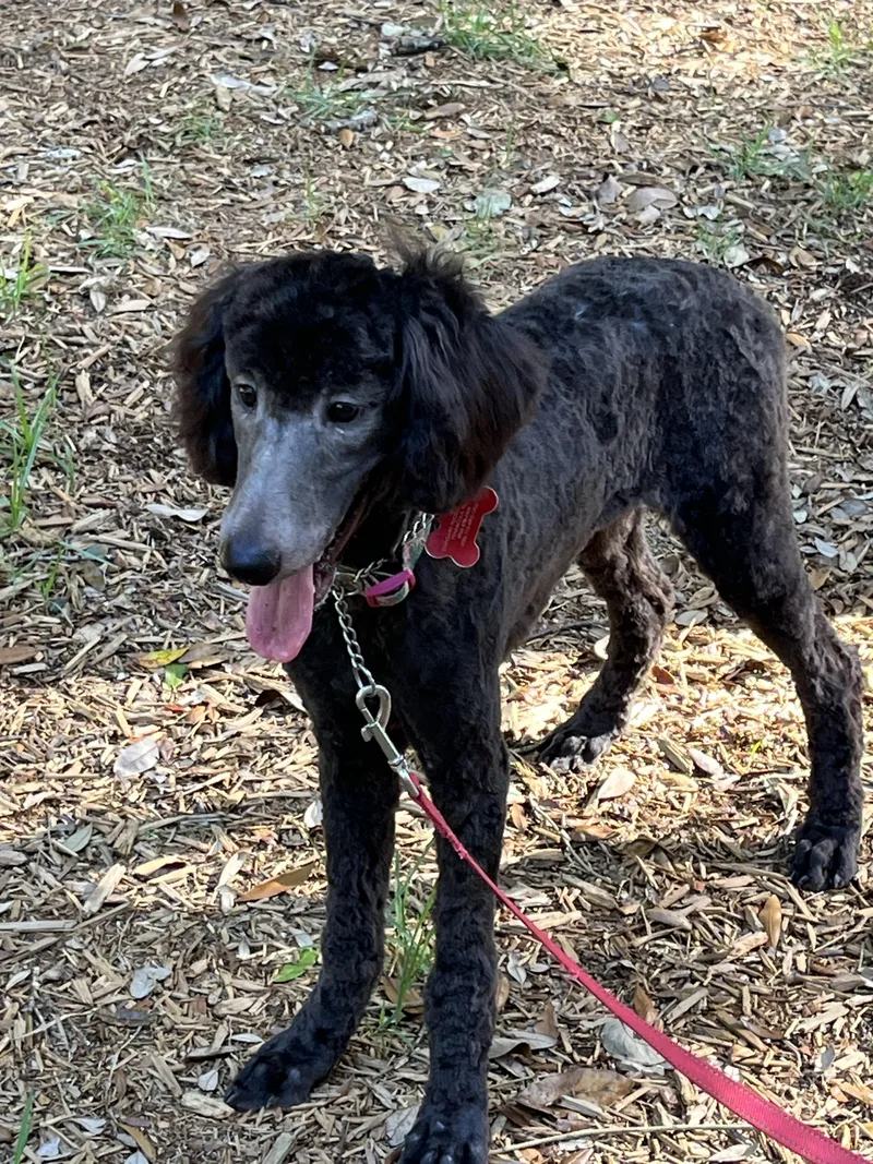 A baby medium-sized male Black Standard Poodle dog named Mickey for adoption in Pensacola, FL