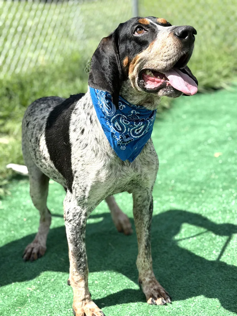 An adult medium-sized male Bluetick Coonhound dog named Trooper for adoption in Maryville, TN