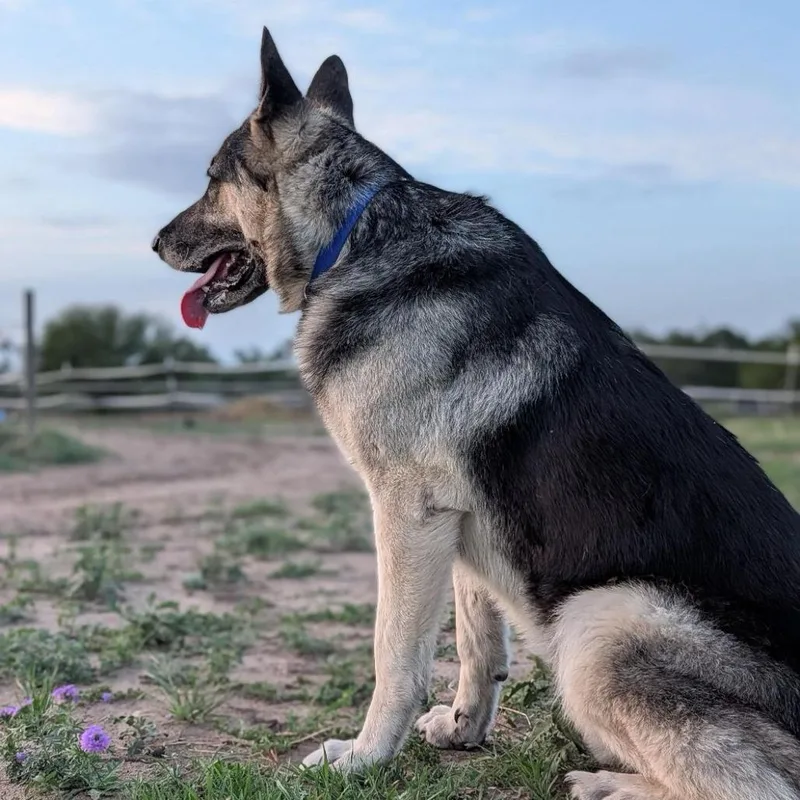 A senior large-sized male Black German Shepherd Dog dog named Albie for adoption in West Islip, NY