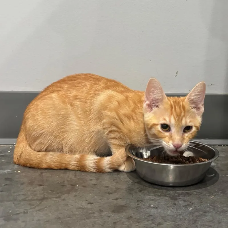 A baby small-sized male Buff / Tan / Fawn Domestic Short Hair cat named Melon for adoption in Fairmont, WV