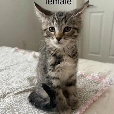 A baby small-sized female Gray / Blue / Silver Domestic Short Hair cat named N  Rosemary for adoption in Arizona City, AZ