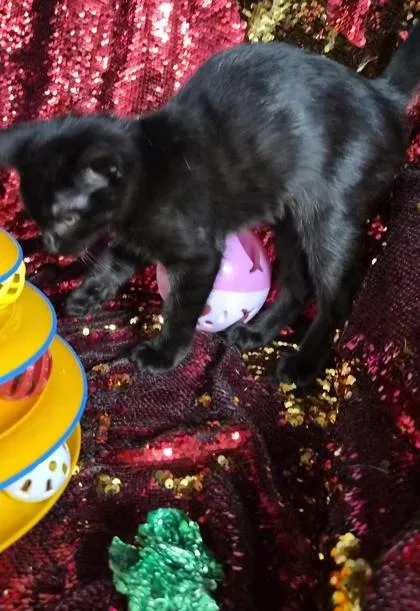 A baby small-sized female Domestic Short Hair cat named Ava for adoption in Conway, SC