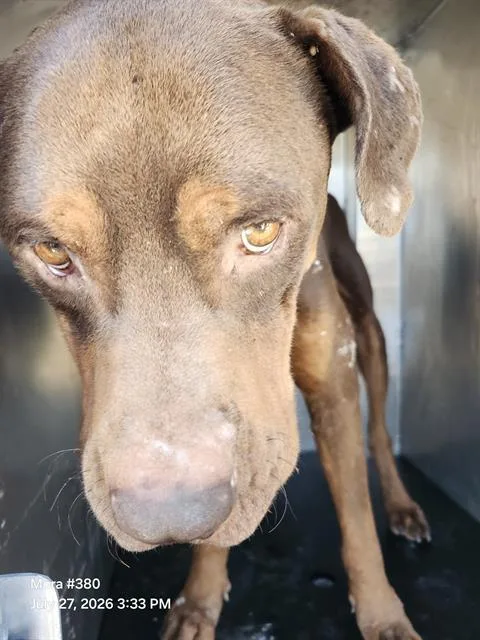 A young large-sized male American Staffordshire Terrier dog named Marco for adoption in San Antonio, TX