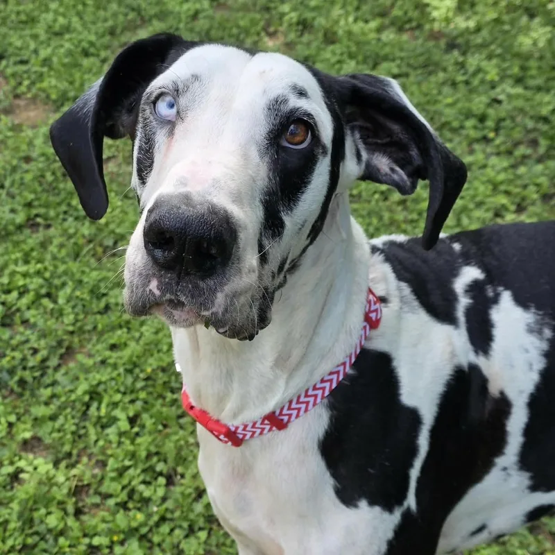 An adult extra large-sized male Harlequin Great Dane dog named Magellan for adoption in Bryan, TX