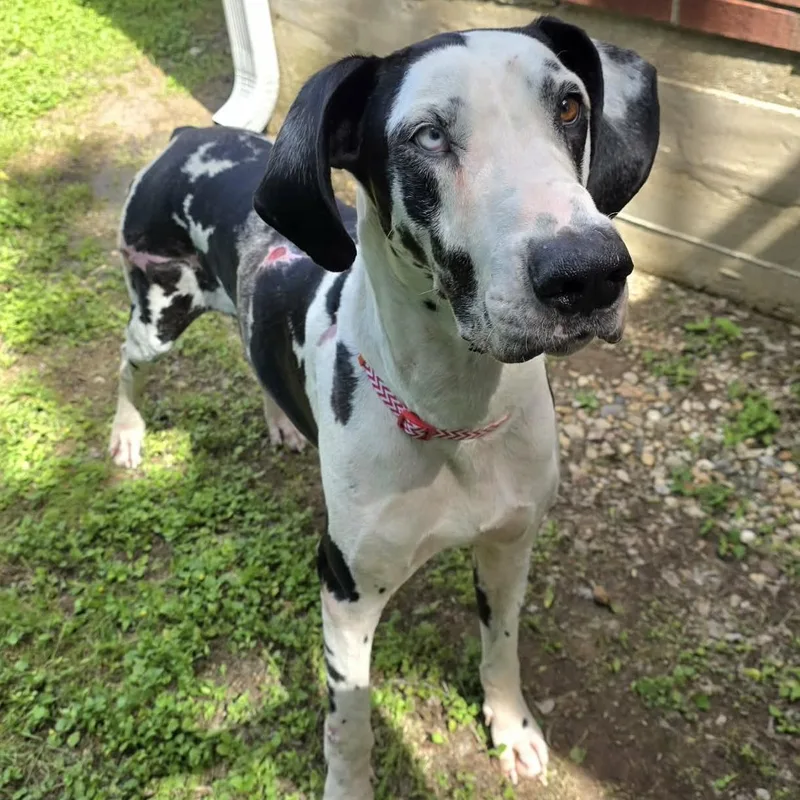 Magellan thumbnail 3