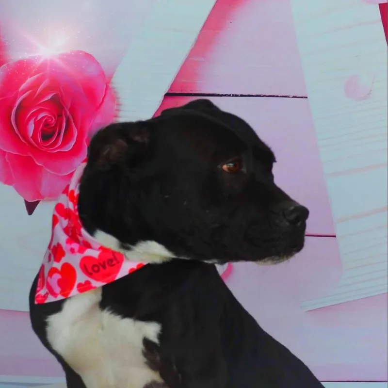 Skye Jum thumbnail 5