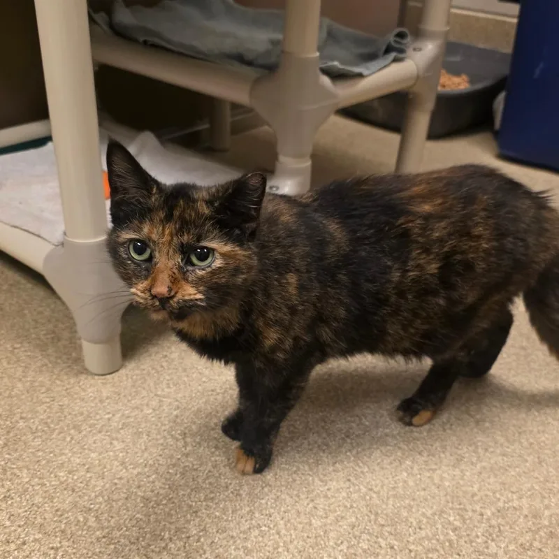 An adult medium-sized female Tortoiseshell Domestic Short Hair cat named Wicked for adoption in Bristol, IN